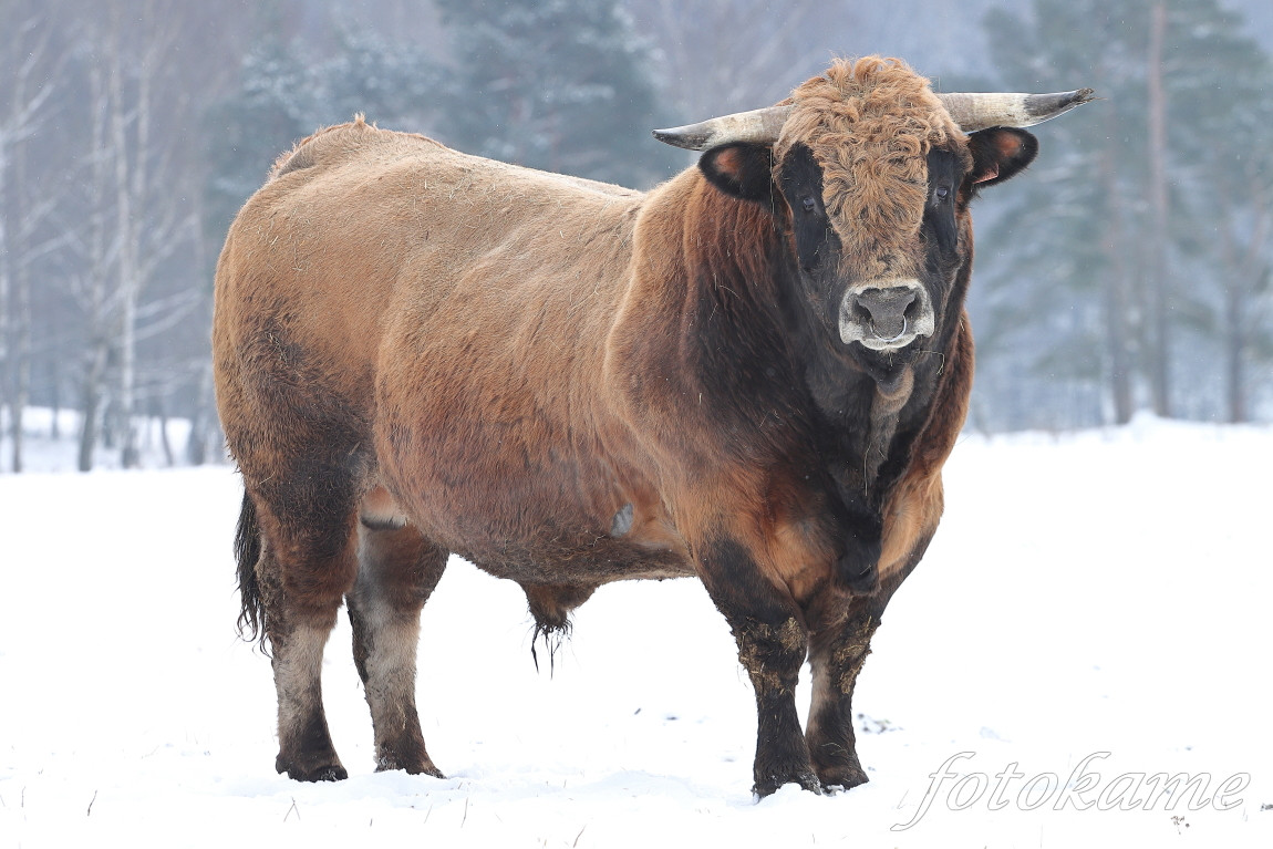 Aubrac 1