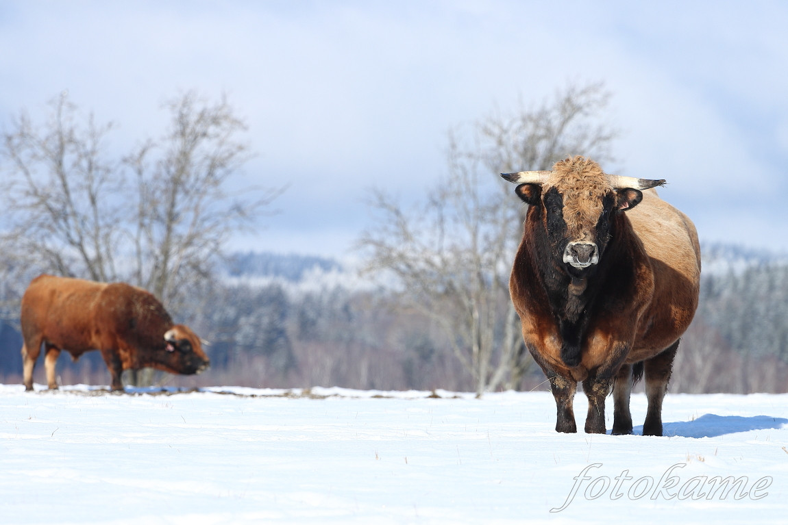 Aubrac 2