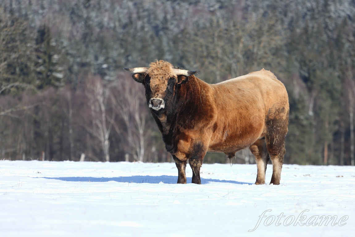 Aubrac 3