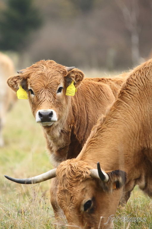 Aubrac 081121 3