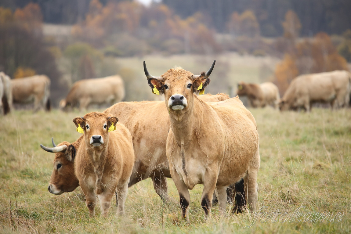 Aubrac 081121 4