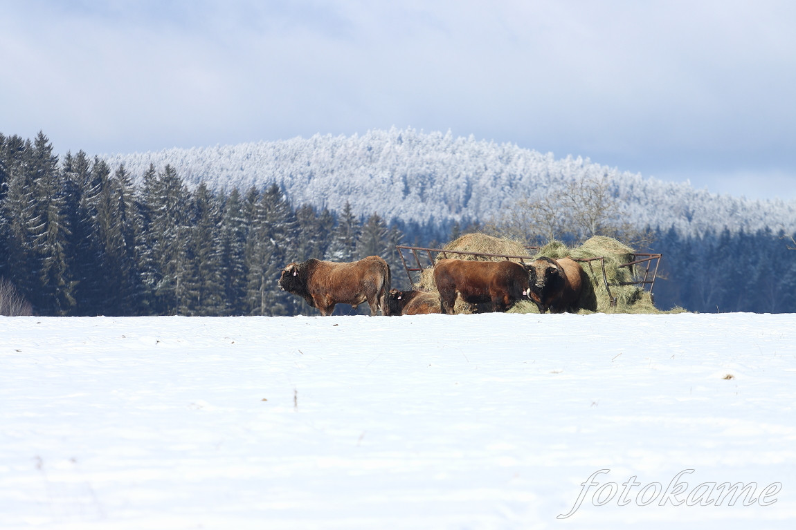 Aubrac 4