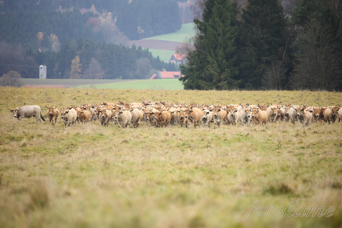 Aubrac 081121 10