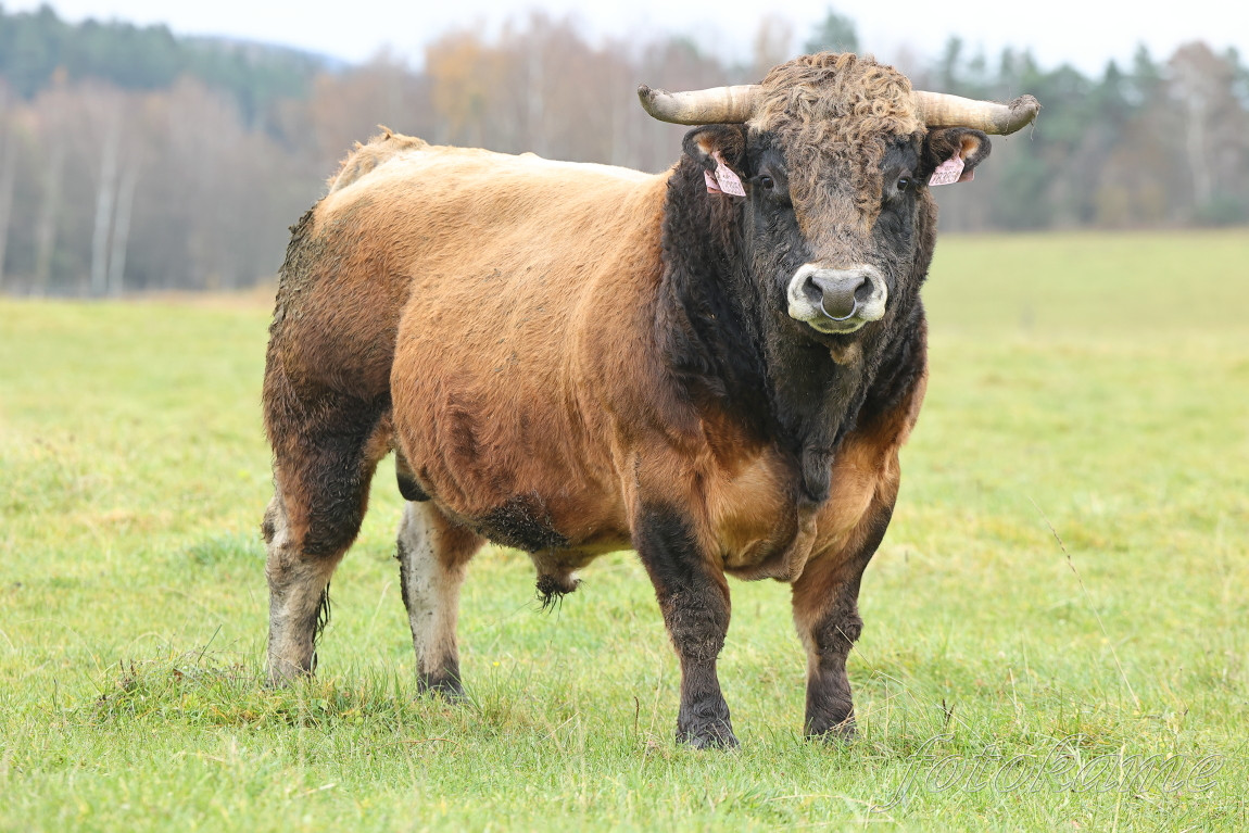 Aubrac 081121 16