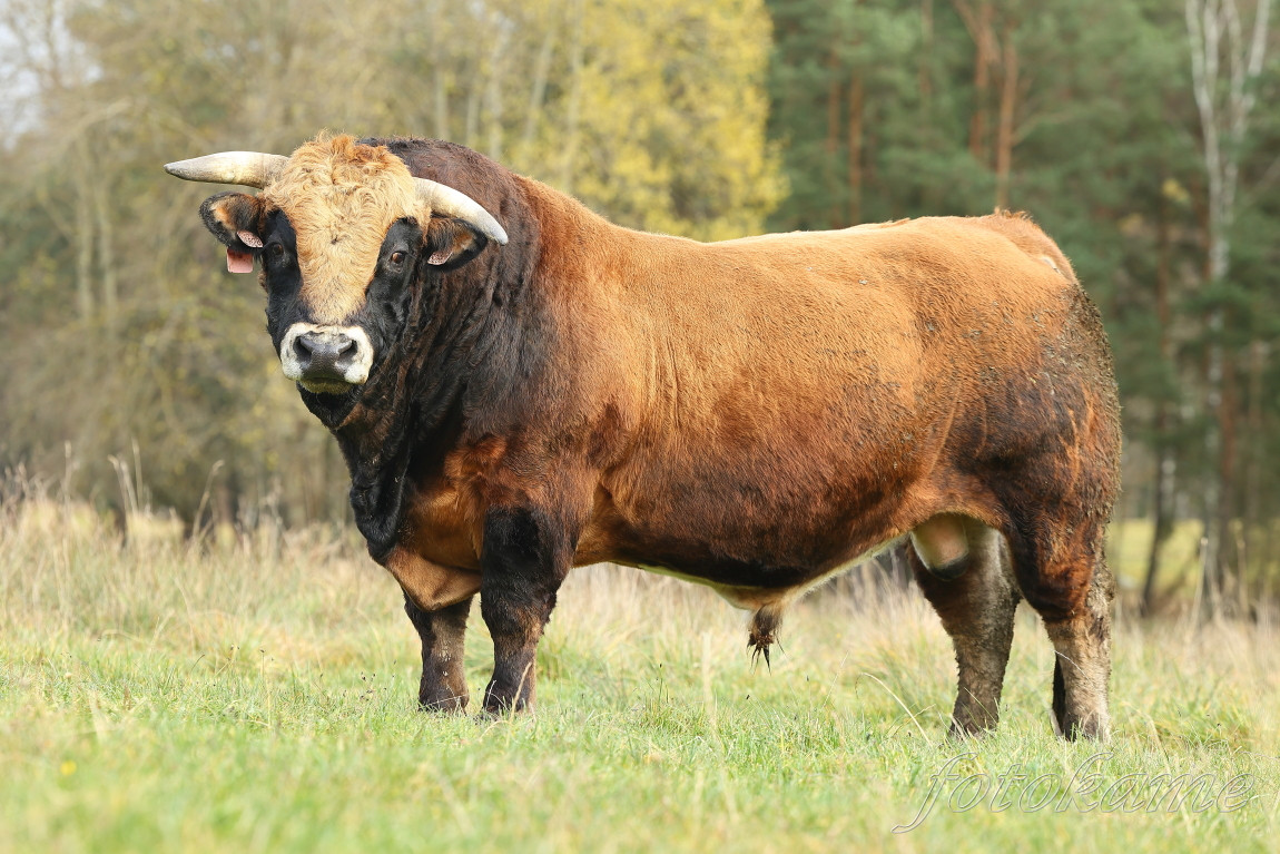 Aubrac 081121 21