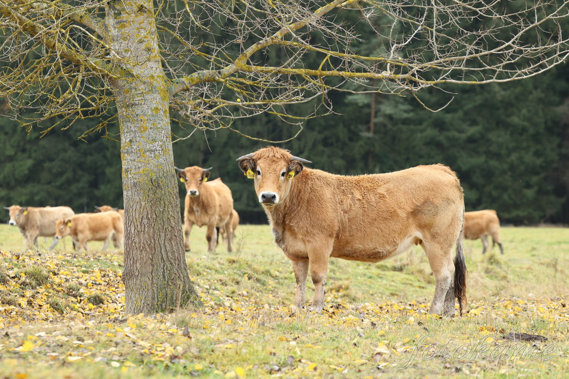 Aubrac 081121 23
