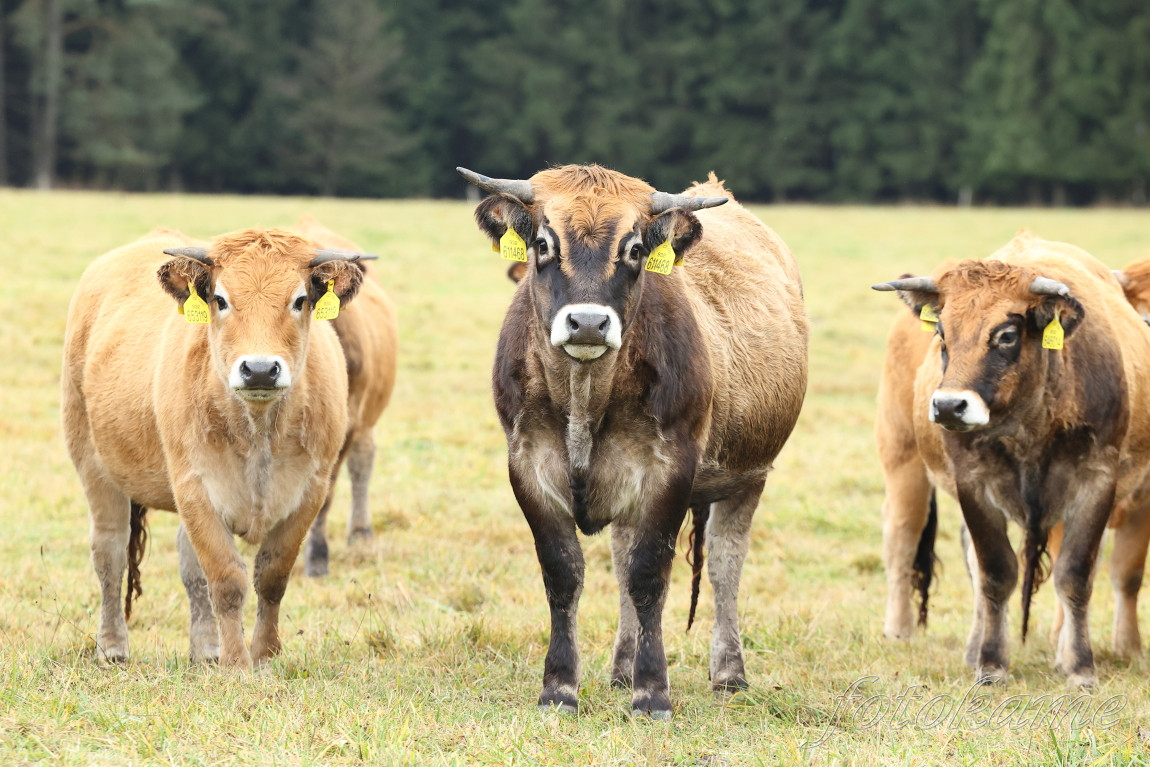 Aubrac 081121 30