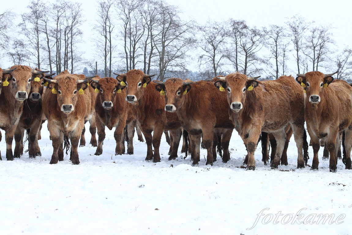 Aubrac 5