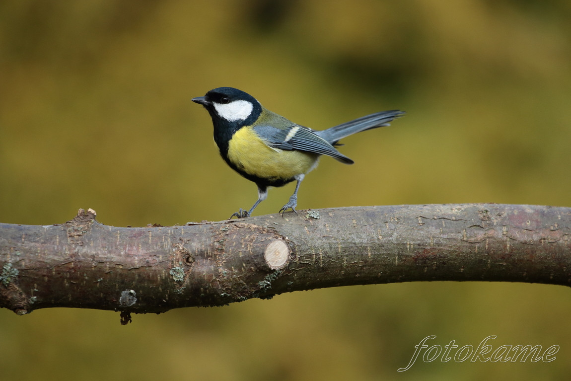 Sýkora koňadra (Parus major) 