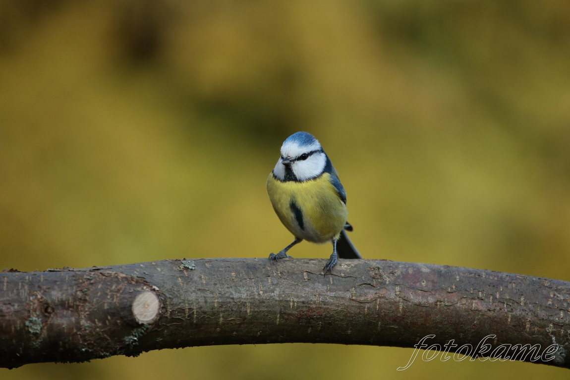 Sýkora modřinka (Cyanistes caeruleus)