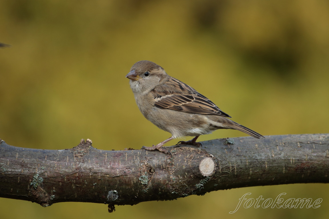Vrabec domácí (Passer domesticus)