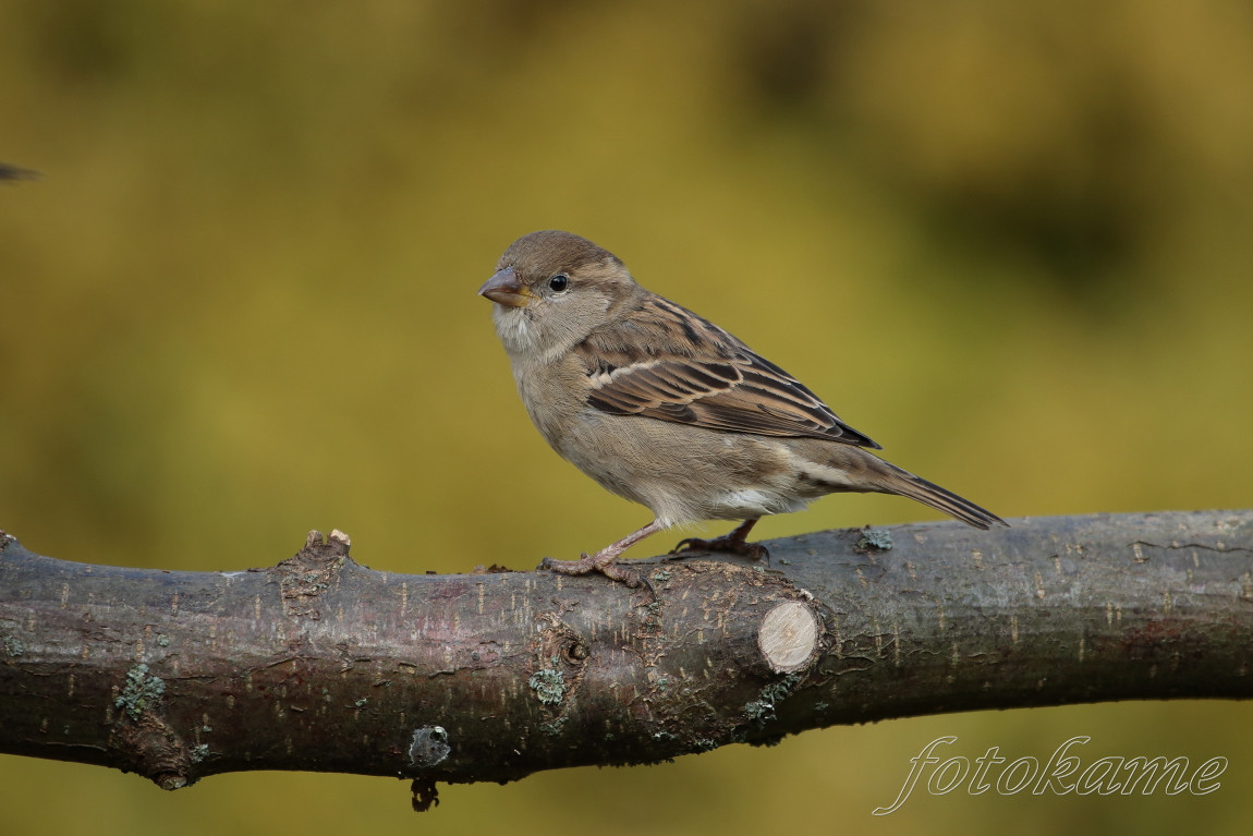 Vrabec domácí (Passer domesticus) 