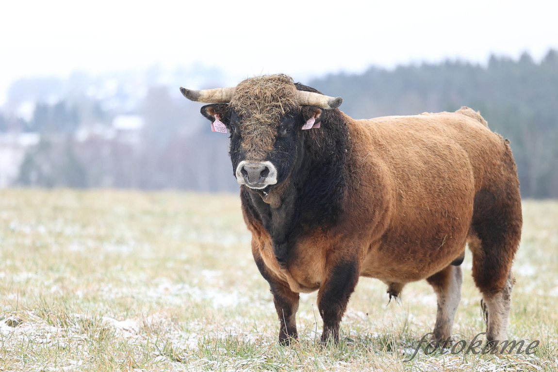 Aubrac 041221 1