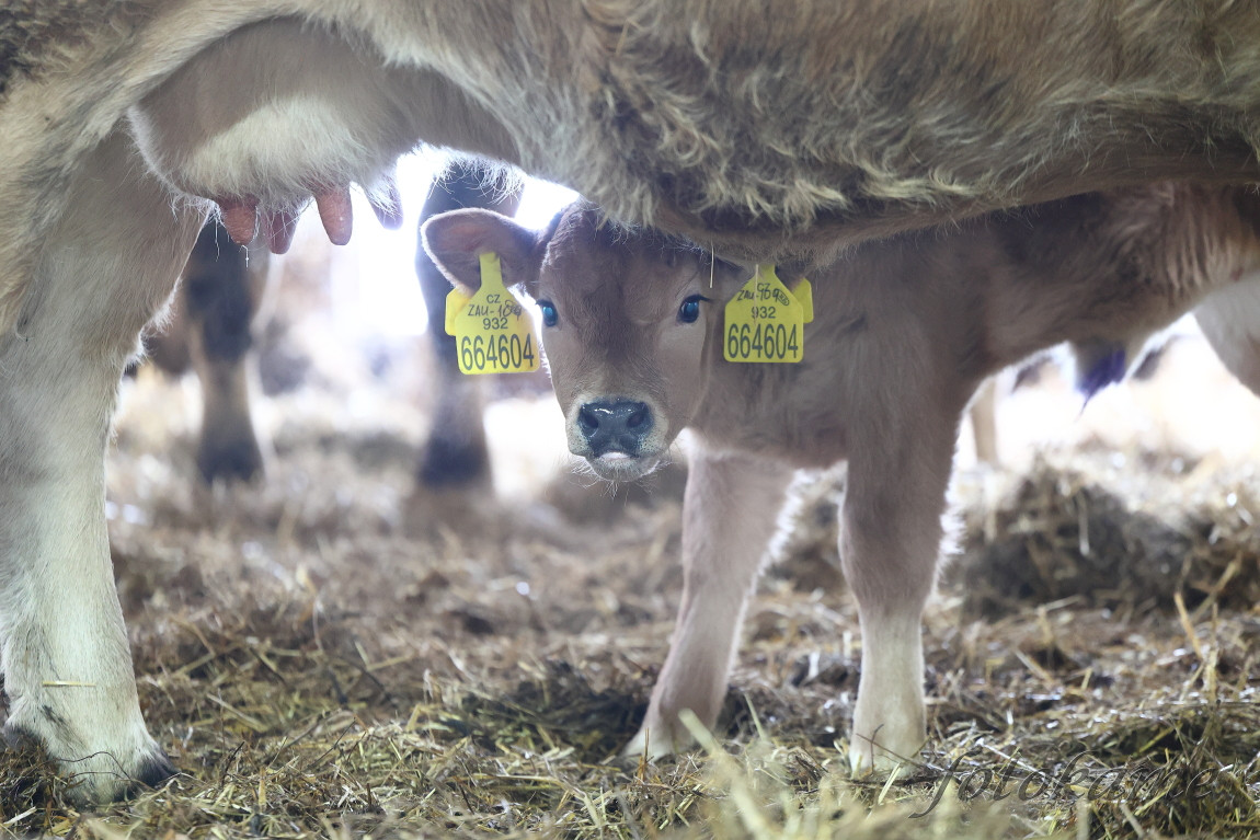 Aubrac 041221 2