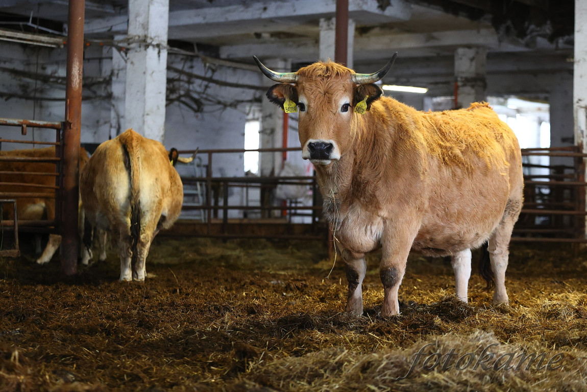 Aubrac 041221 3