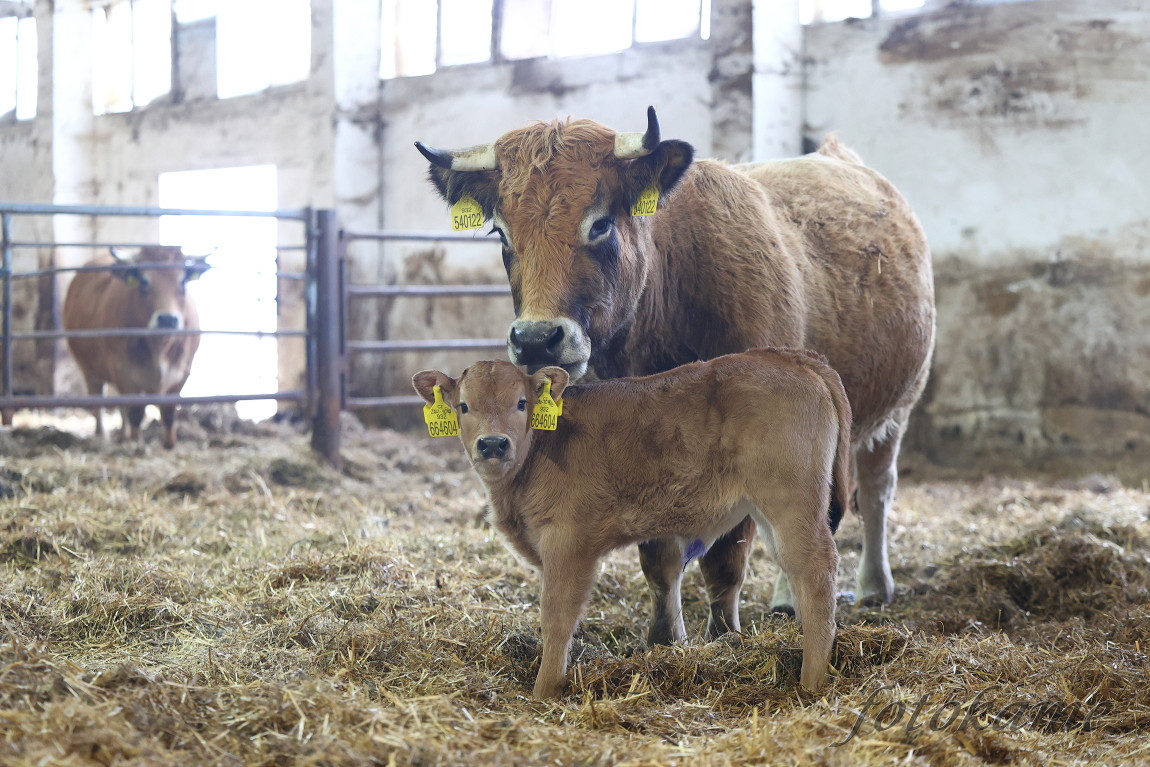 Aubrac 041221 4