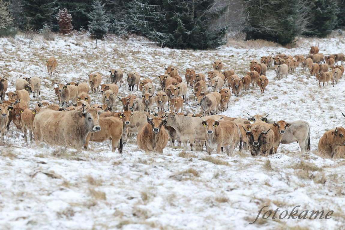 Aubrac 041221 5