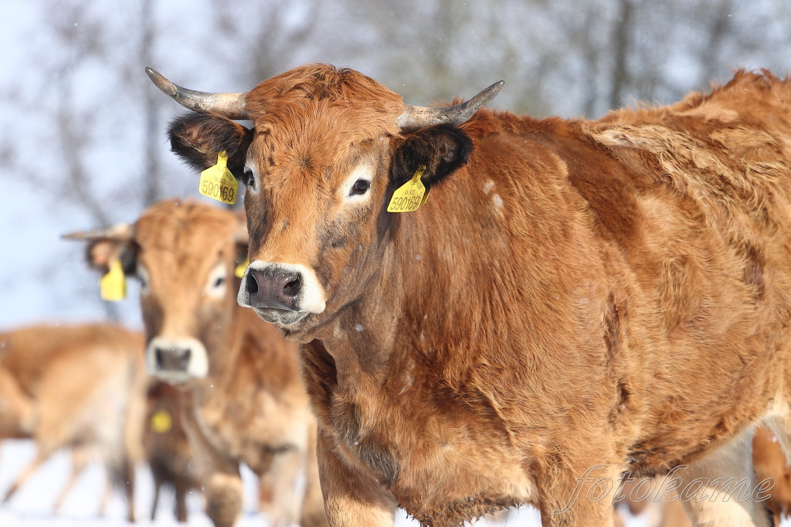 Aubrac 6
