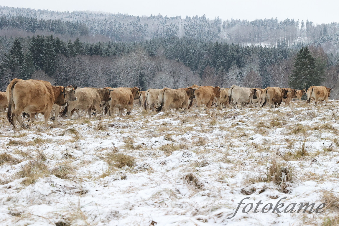 Aubrac 041221 6