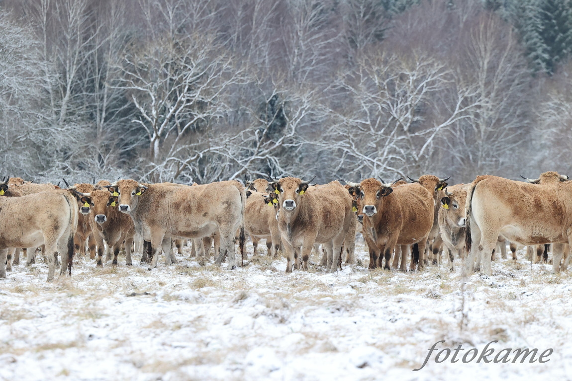 Aubrac 041221 7