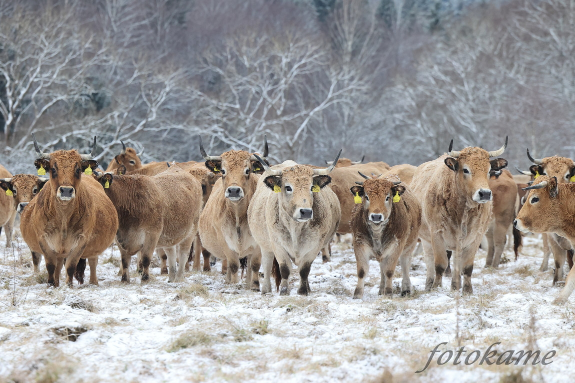 Aubrac 041221  8