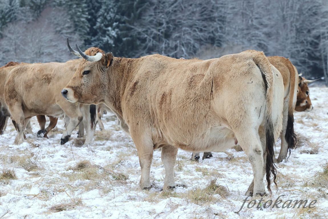 Aubrac 041221 9