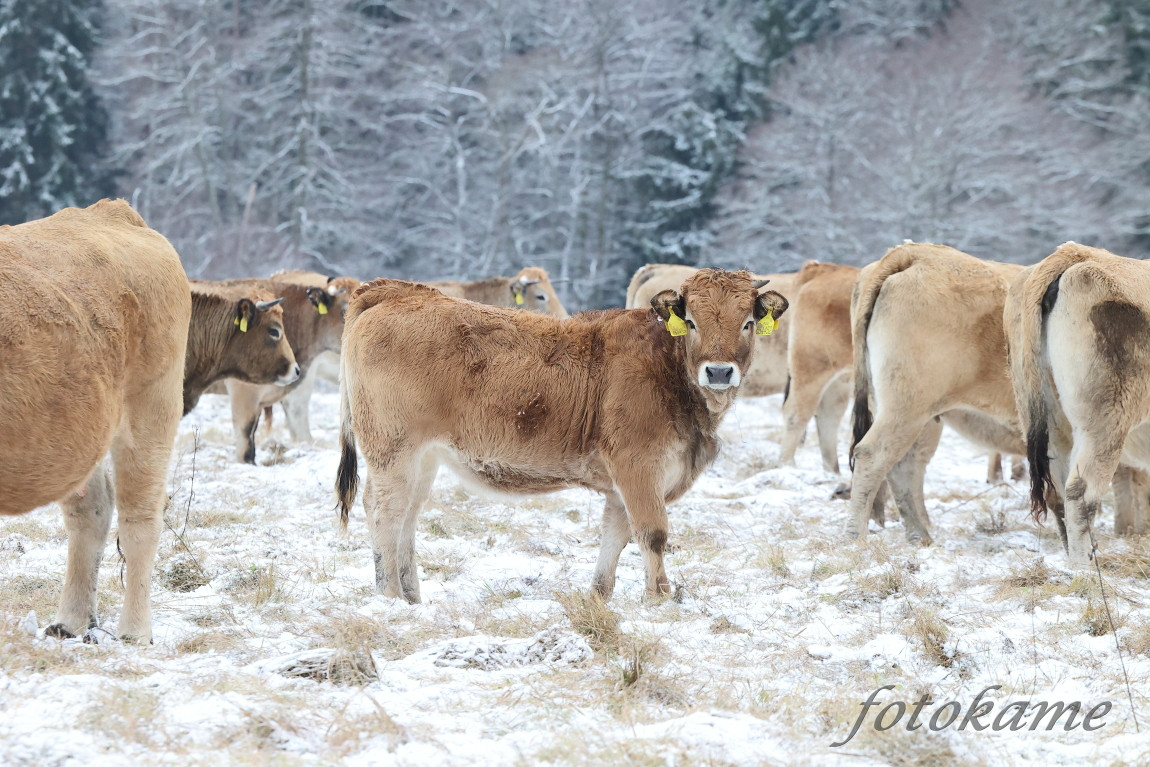 Aubrac 041221  10