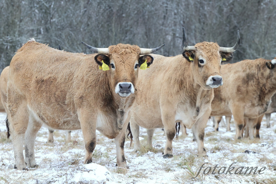 Aubrac 041221  11