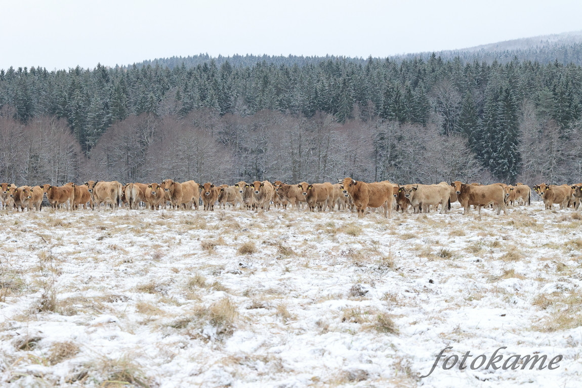 Aubrac 041221 12