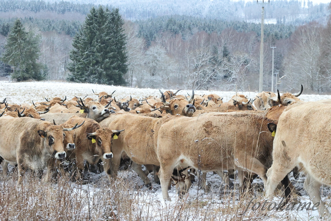 Aubrac 041221 13