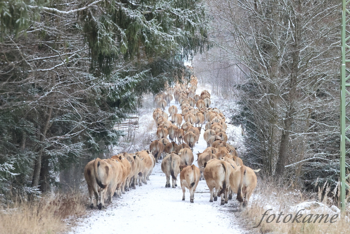 Aubrac 041221 14