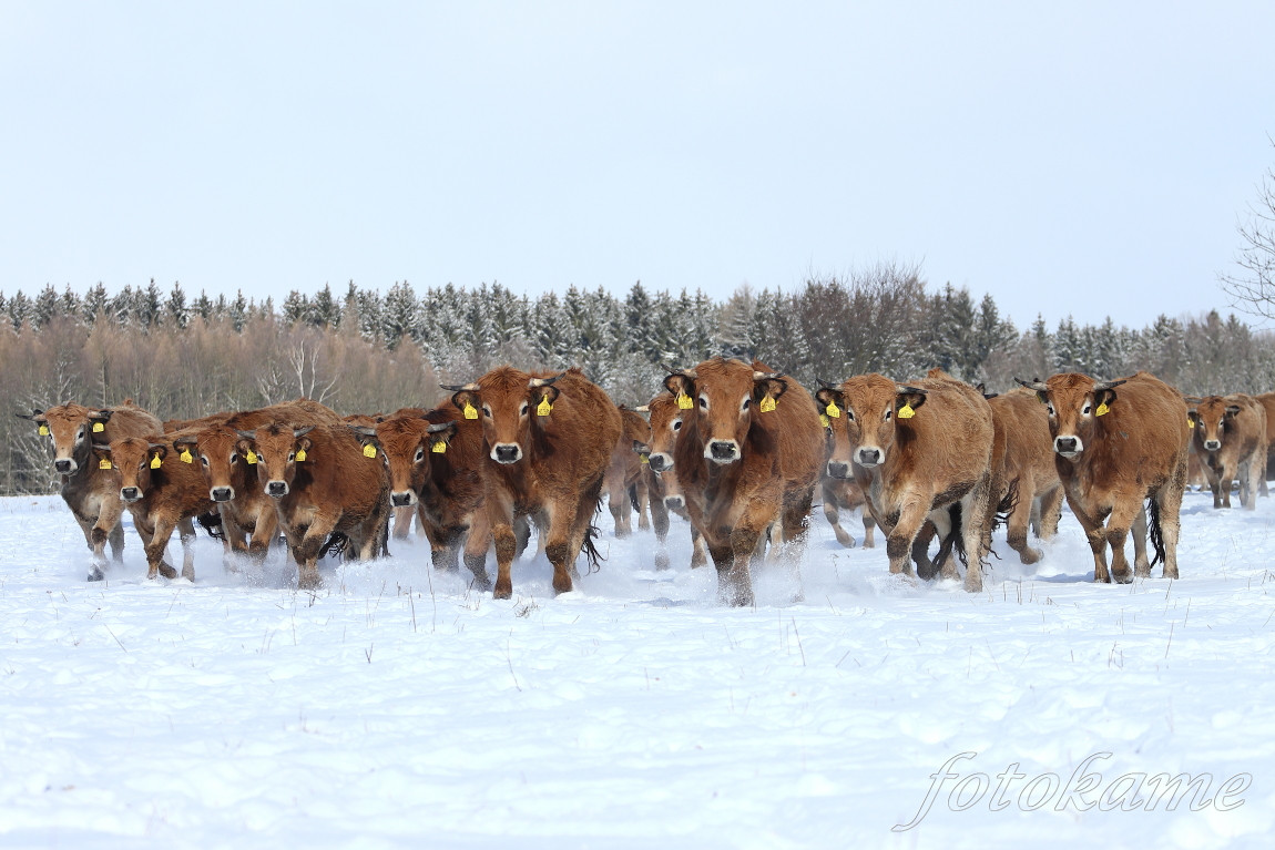 Aubrac 7