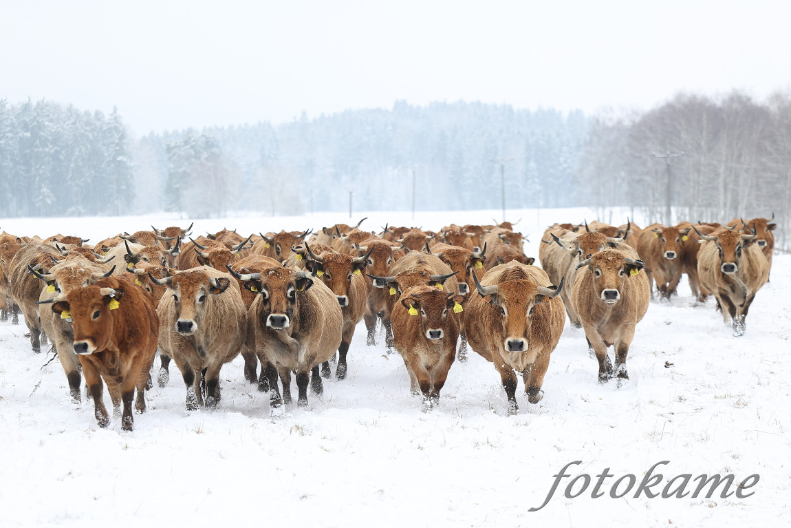 Aubrac 111221 12