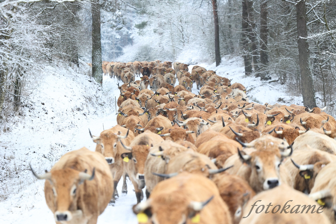 Aubrac 111221 15