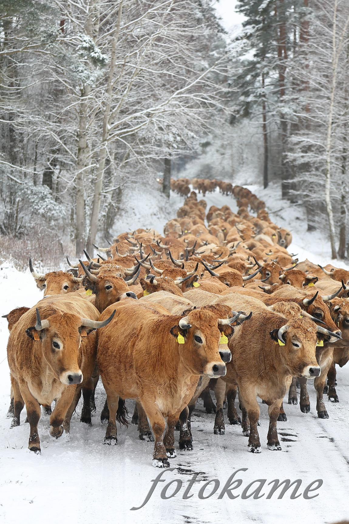Aubrac 111221 16