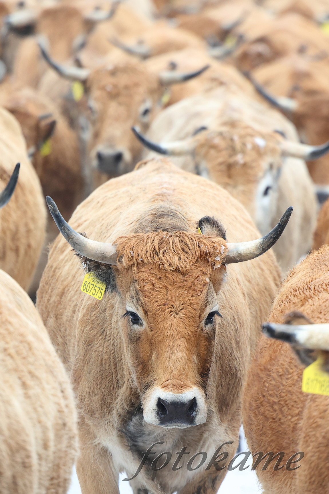 Aubrac 111221 20