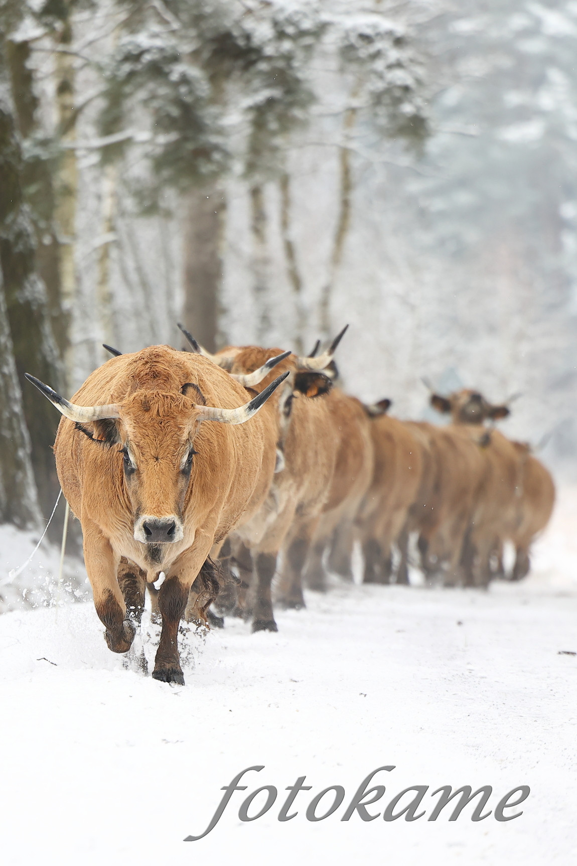 Aubrac 111221 26