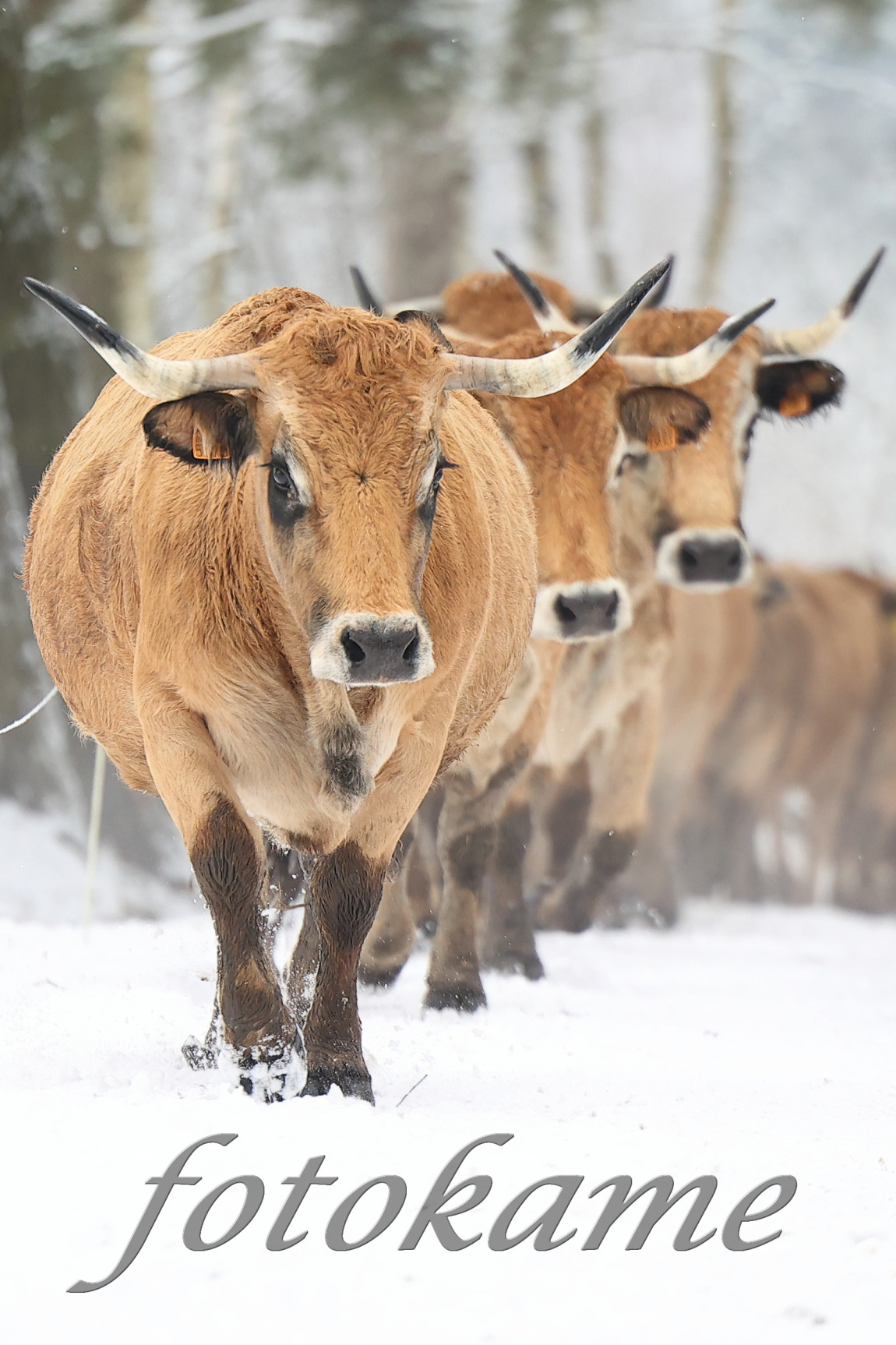 Aubrac 111221 27