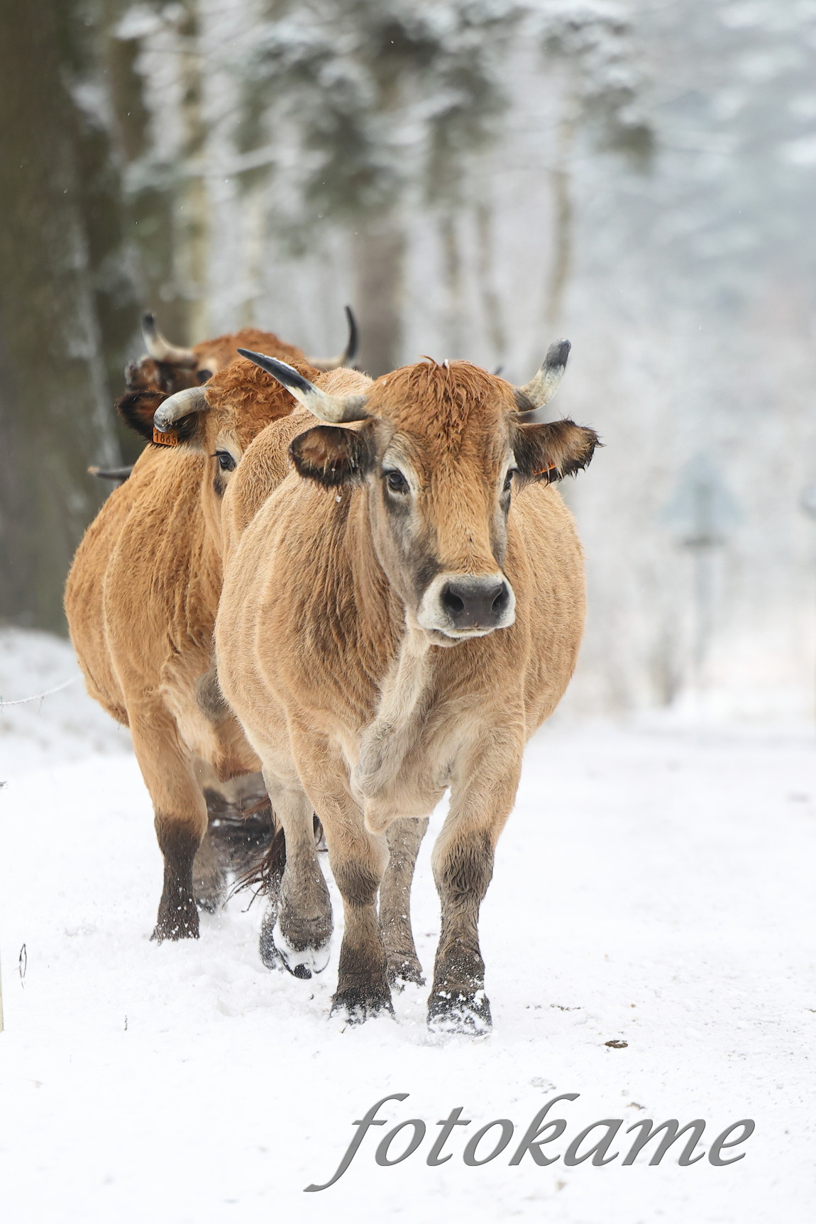 Aubrac 111221 28