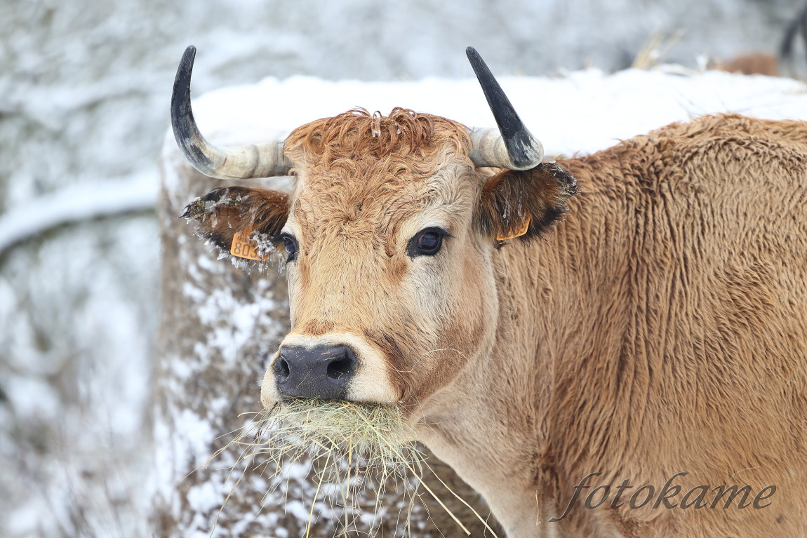 Aubrac 111221 36