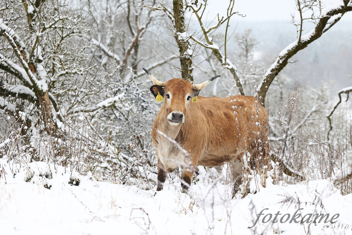 Aubrac 111221 37