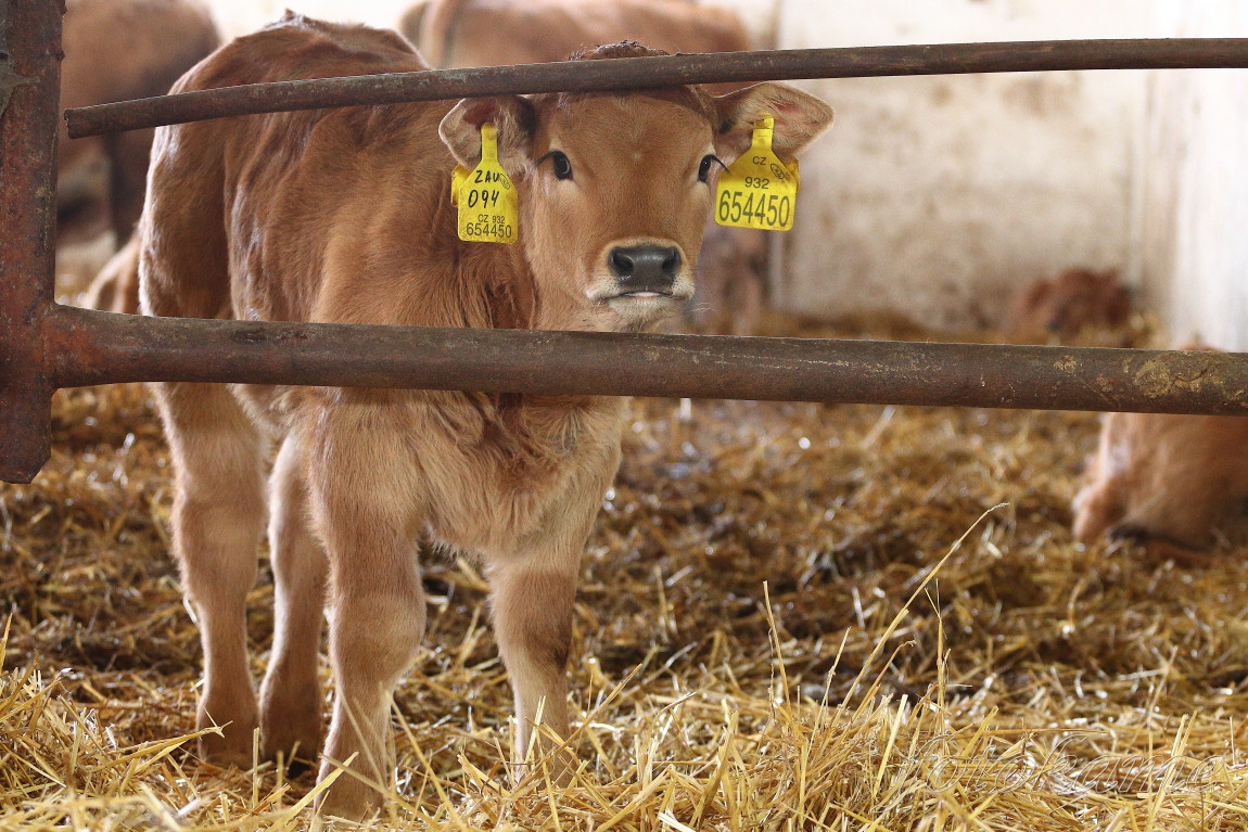 Aubrac 8