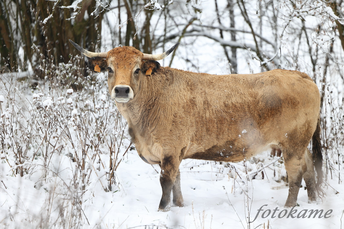 Aubrac 111221 39