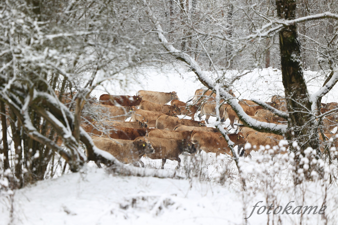 Aubrac 111221 42