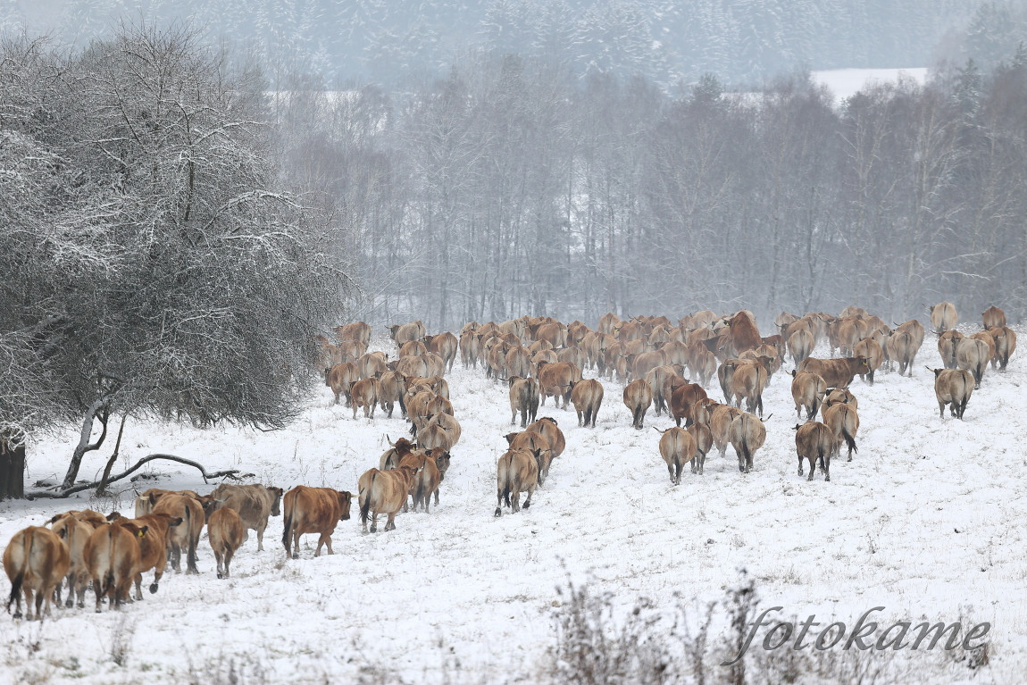 Aubrac 111221 44