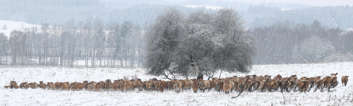 Aubrac 111221 45