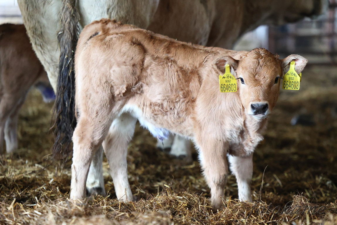 Aubrac 111221 57