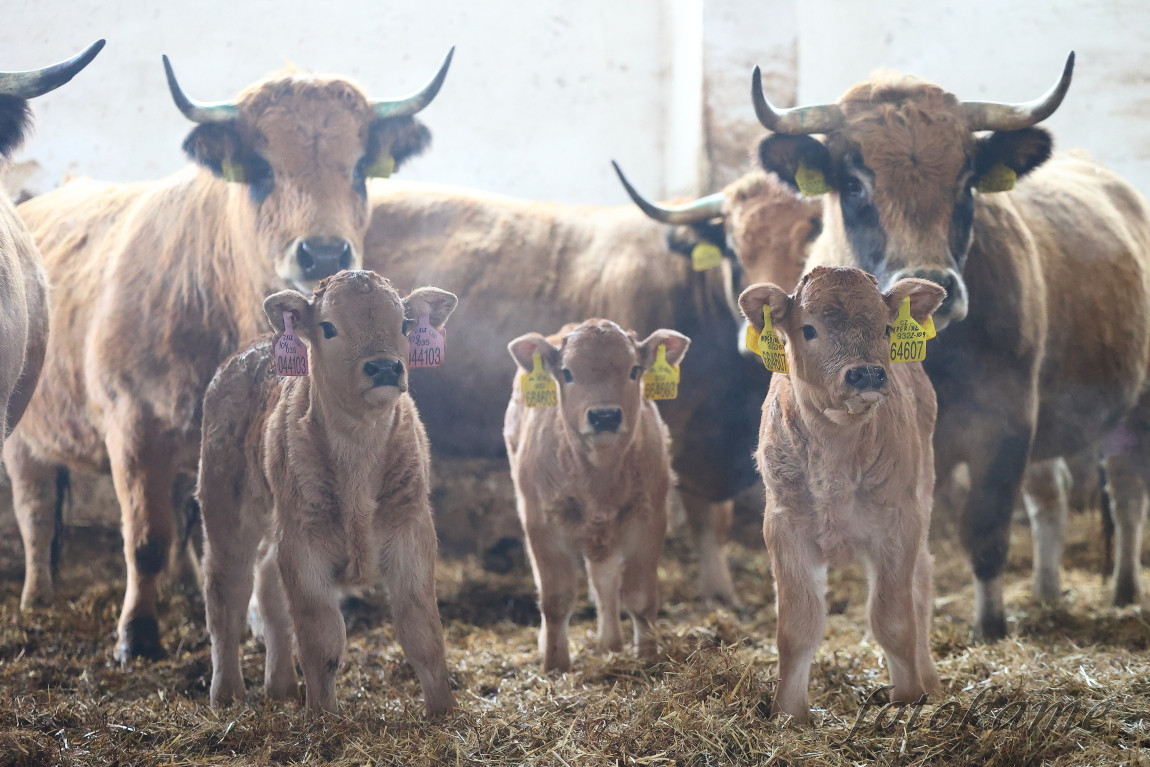 Aubrac 111221 59