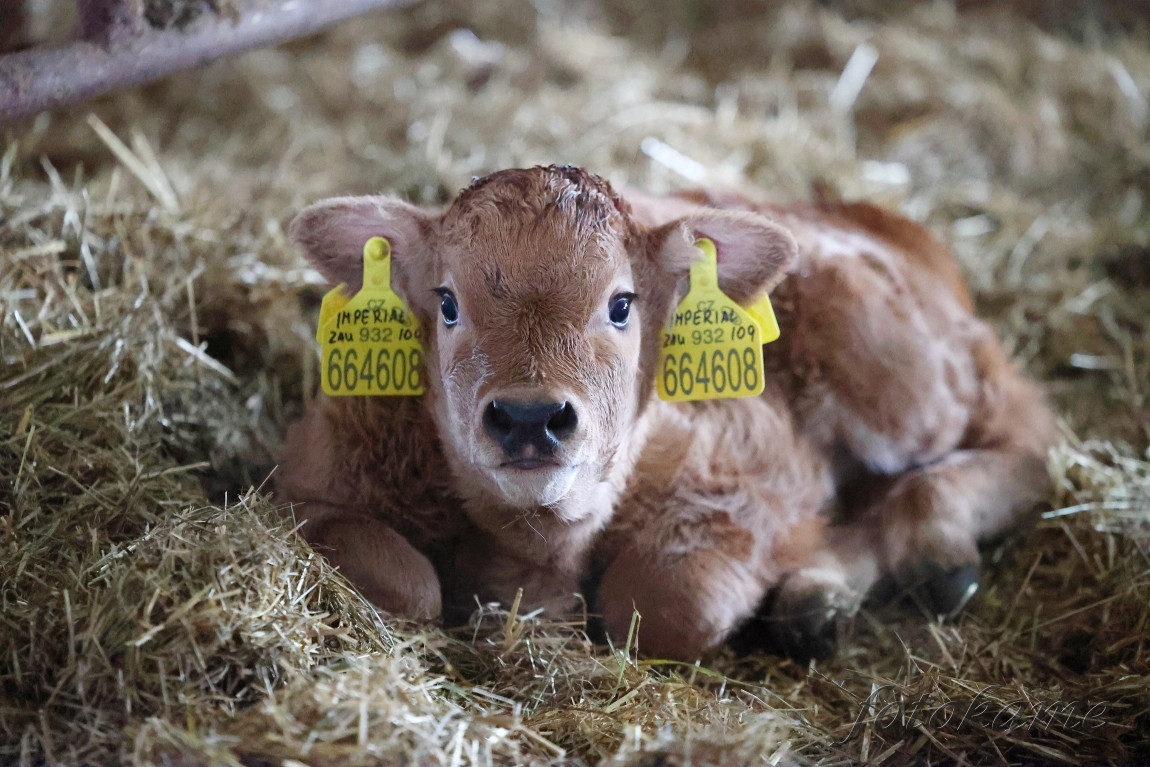Aubrac 111221 64