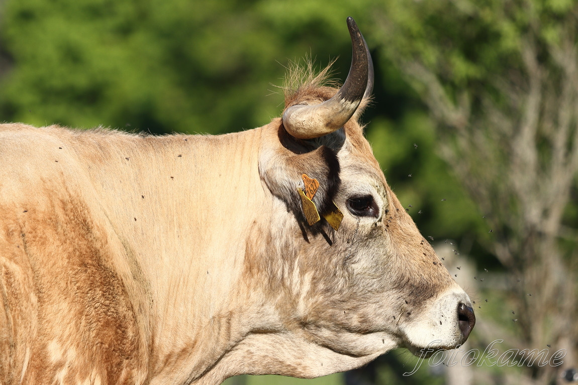 Aubrac 9